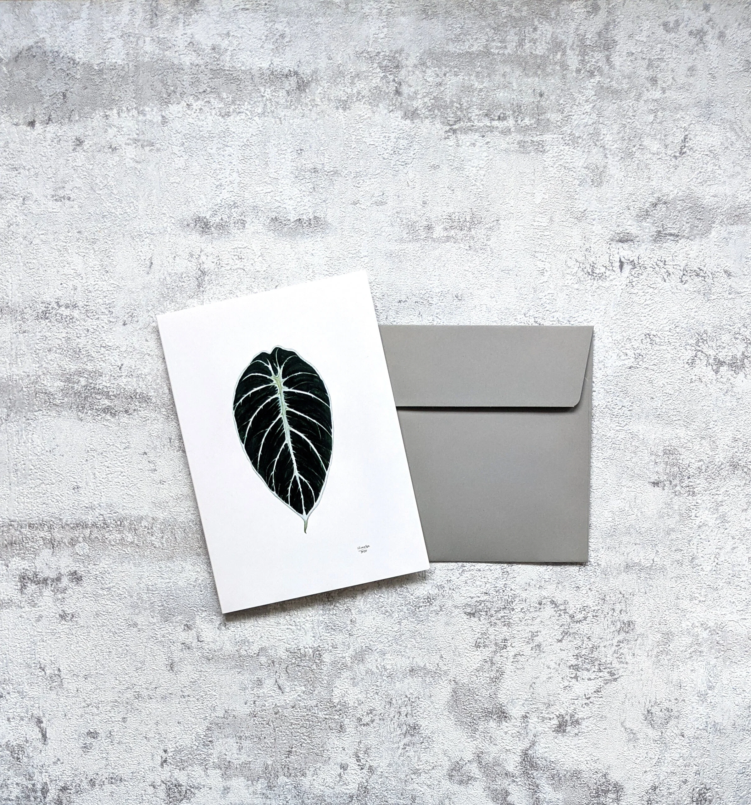 Alocasia 'Black Velvet' — The Painted Leaf